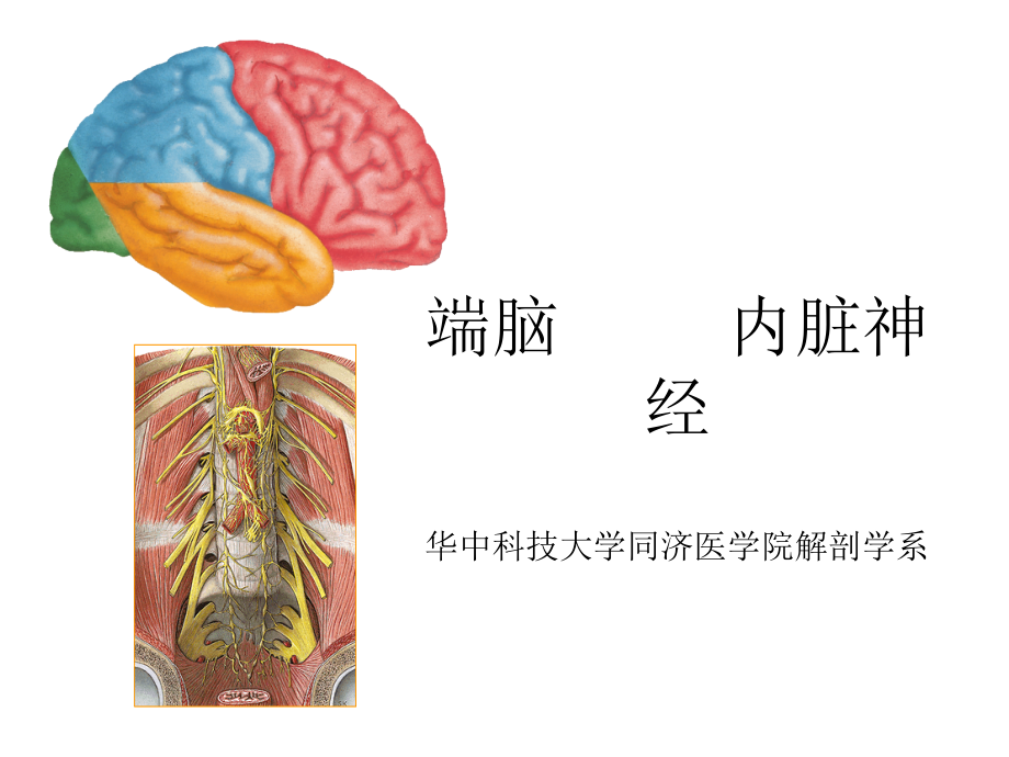 端脑-内脏神经课件_第1页