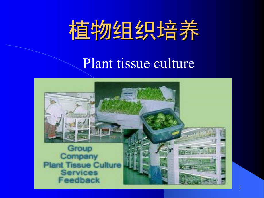 植物组织培养课件_第1页