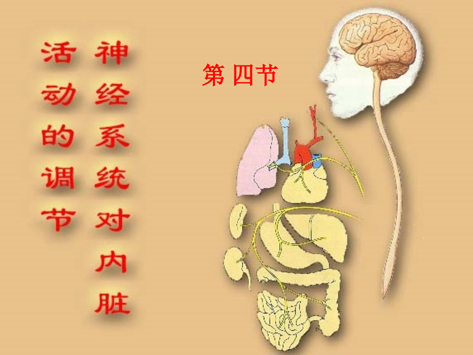 神经系统对内脏活动的调节课件_第1页