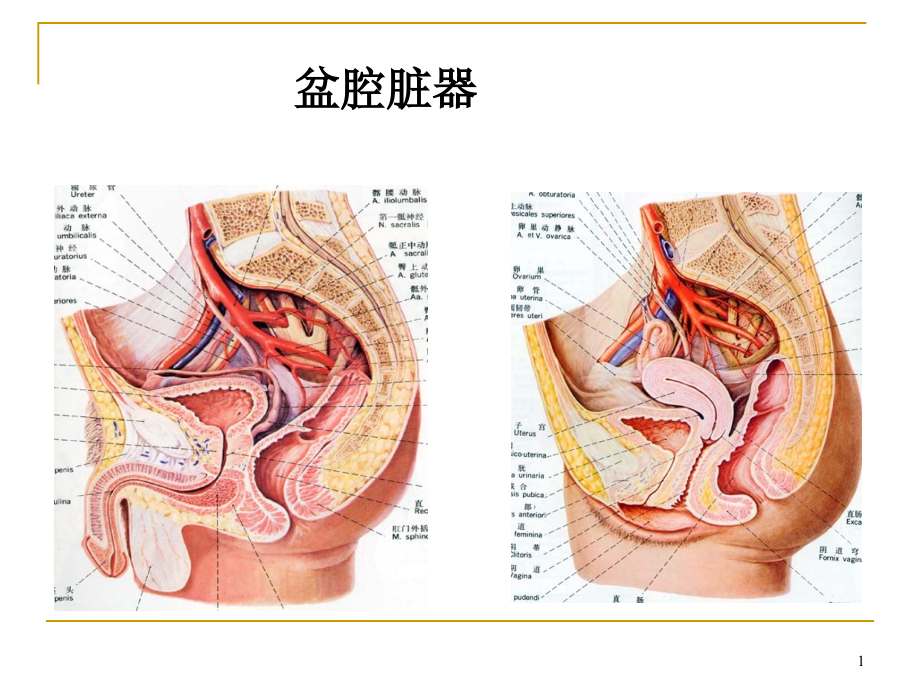 盆腔脏器课件_第1页