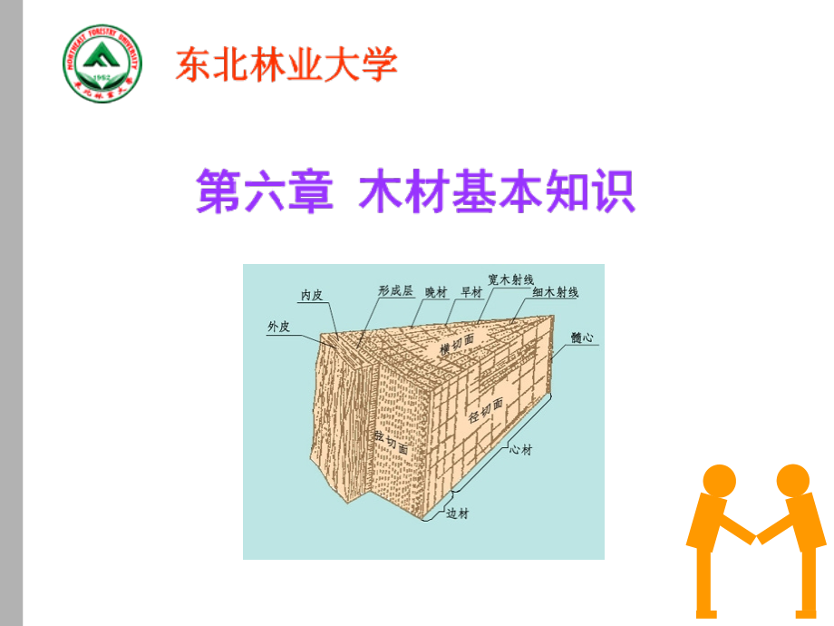 木材基本知识——木材构造课件_第1页