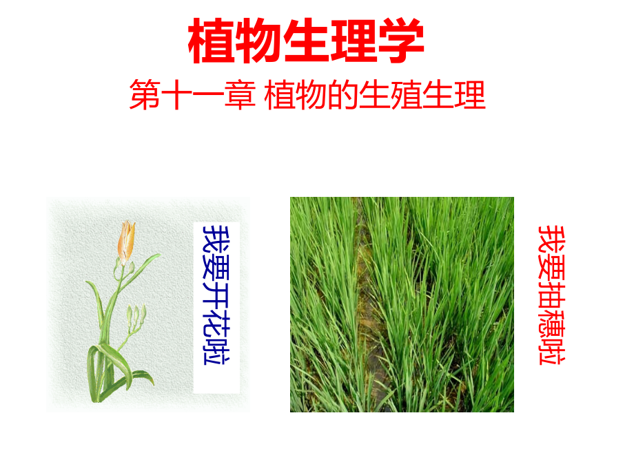 植物生理学―植物的生殖生理(上课版)课件_第1页