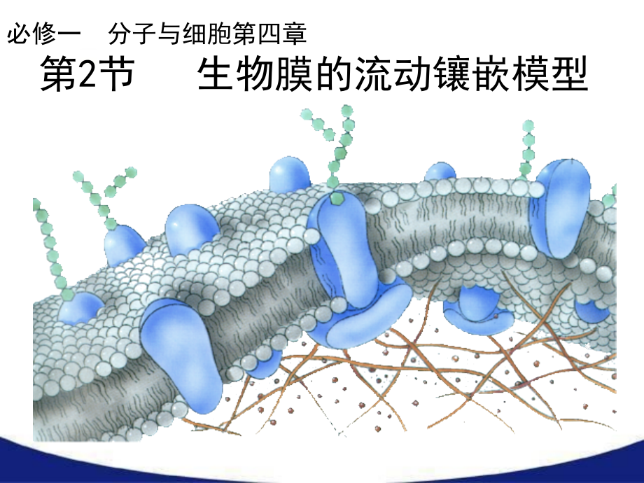 生物膜的流动镶嵌模型课件_第1页