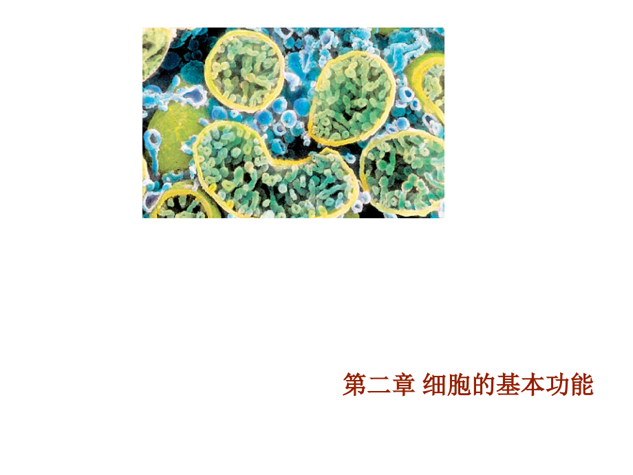 生理学【细胞】--课件_第1页