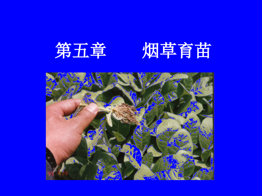 烟草育苗(附图片)课件_第1页