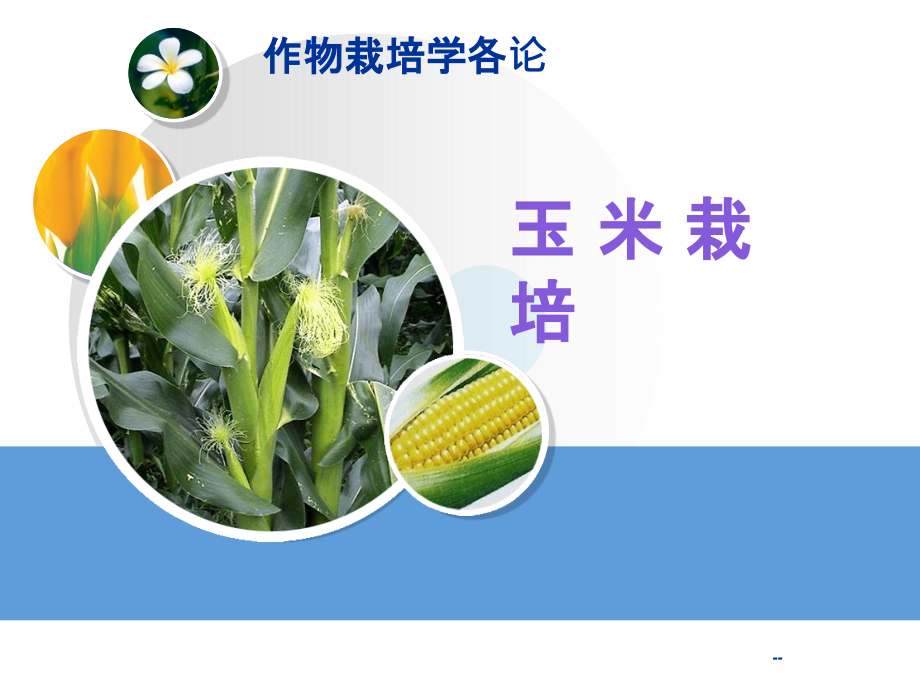玉米栽培管理课件_第1页