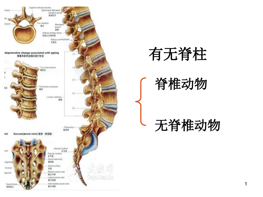 八年级上册第一章动物的主要类群复习课件_第1页