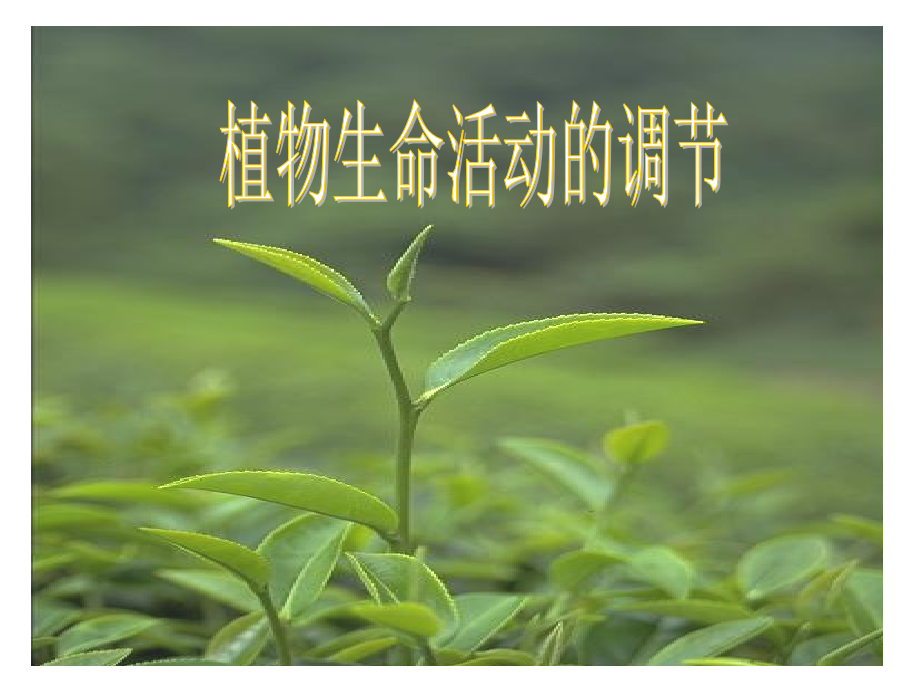 生长素的发现过程课件_第1页