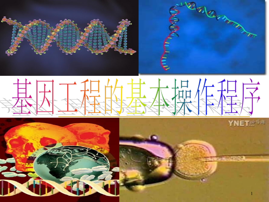 基因工程的基本操作程序完整版本课件_第1页