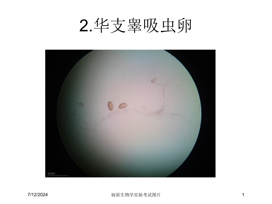 病原生物学实验考试图片培训课件_第1页