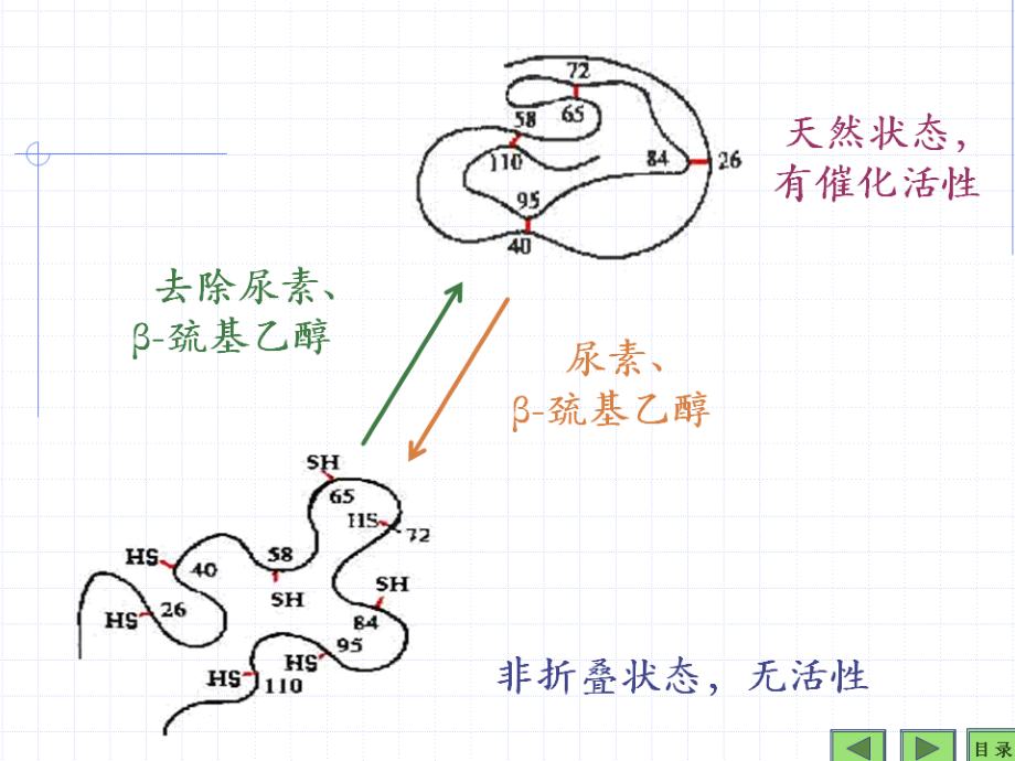 生物化学蛋白质课件(同名1425)_第1页