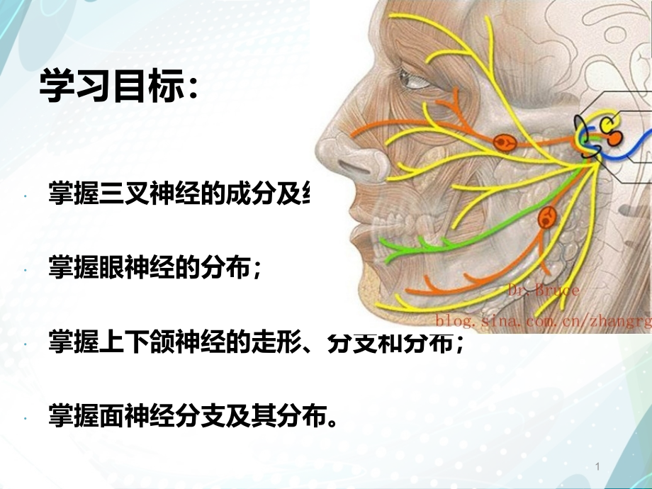 医学ppt课件口腔颌面部神经汇总_第1页