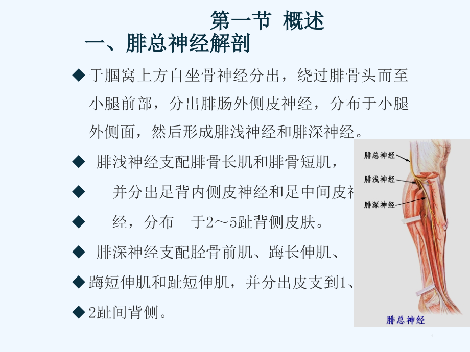 腓总神经损伤的康复课件_第1页