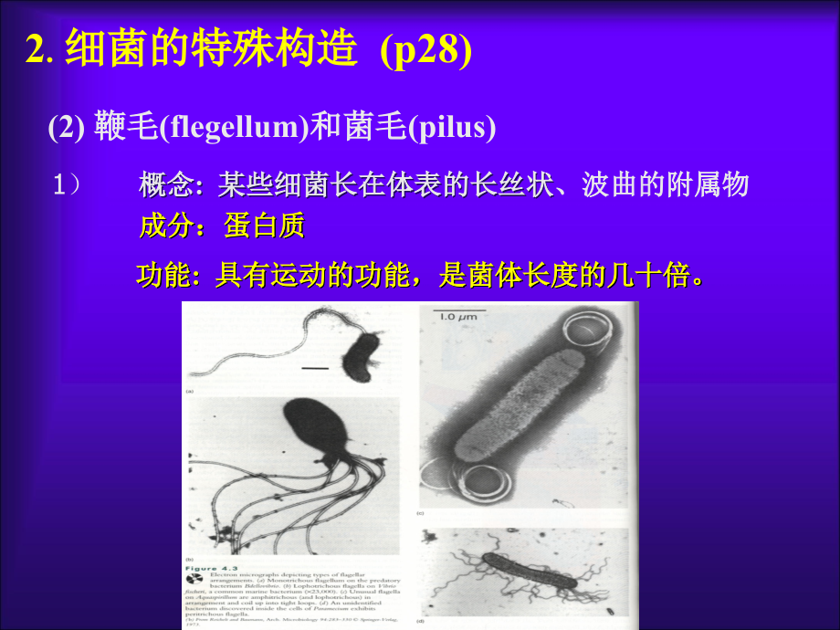 第1章-原核微生物-2课件_第1页