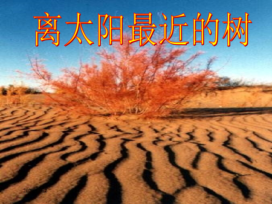 离太阳最近的树课件-课件_第1页