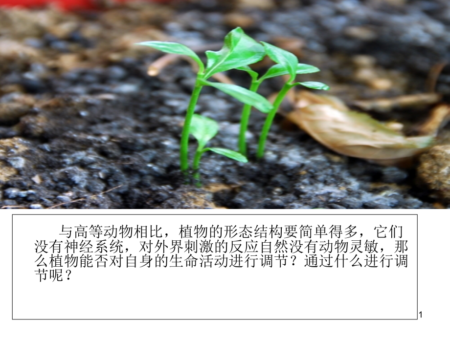 生长素在植物体内的运输课件_第1页