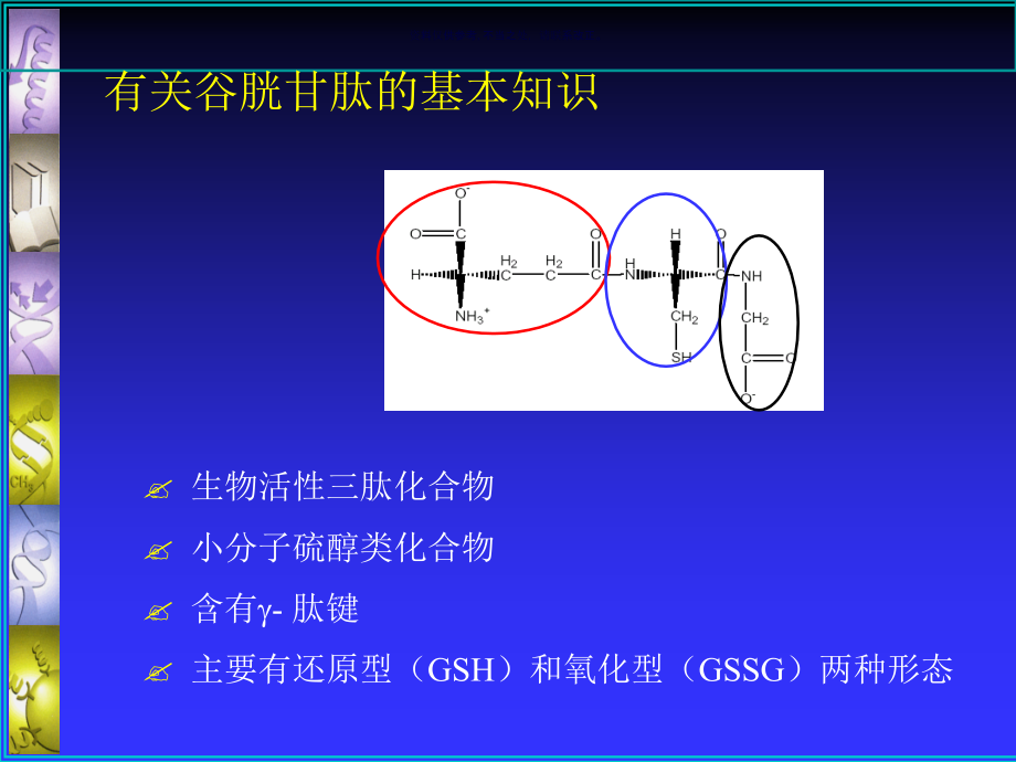 产朊假丝酵母发酵法生产谷胱甘肽研究课件_第1页