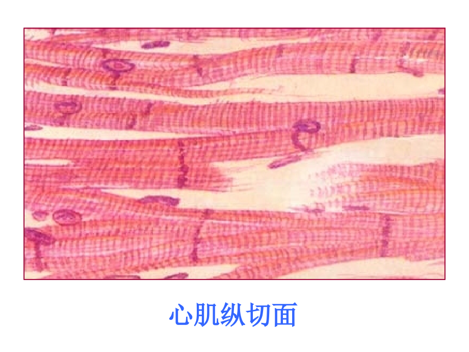 第3章基本组织2[1]2课件_第1页