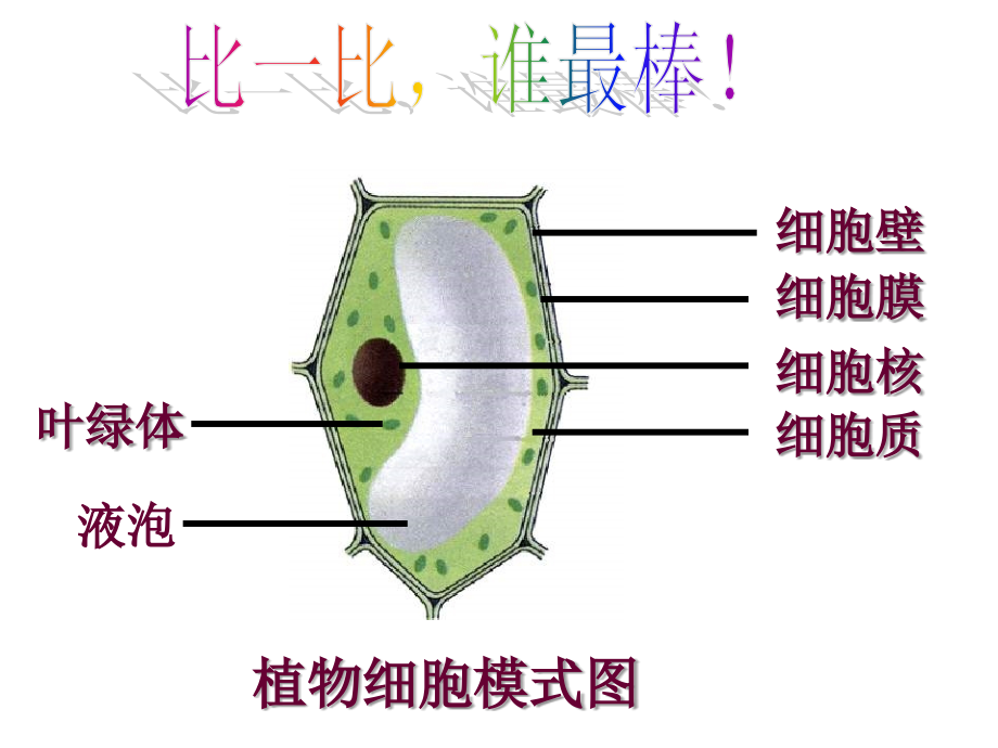 第一节细胞的生活需要物质与能量2课件_第1页