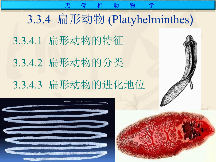 第七章扁形动物门课件_第1页