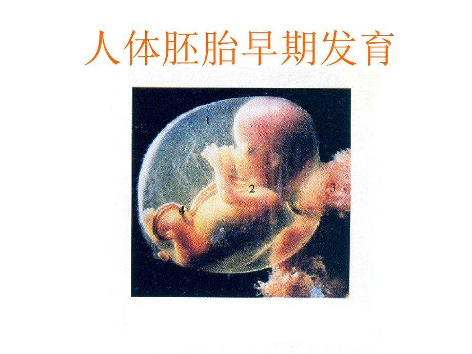 人体解剖学人体胚胎早期发育课件_第1页