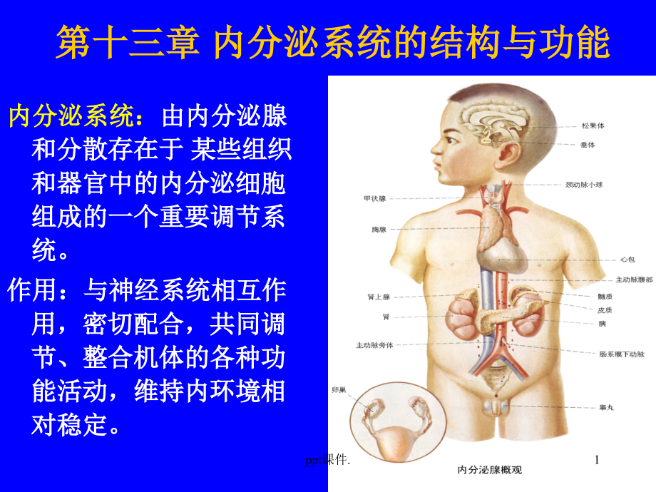 内分泌系统的结构与功能课件_第1页