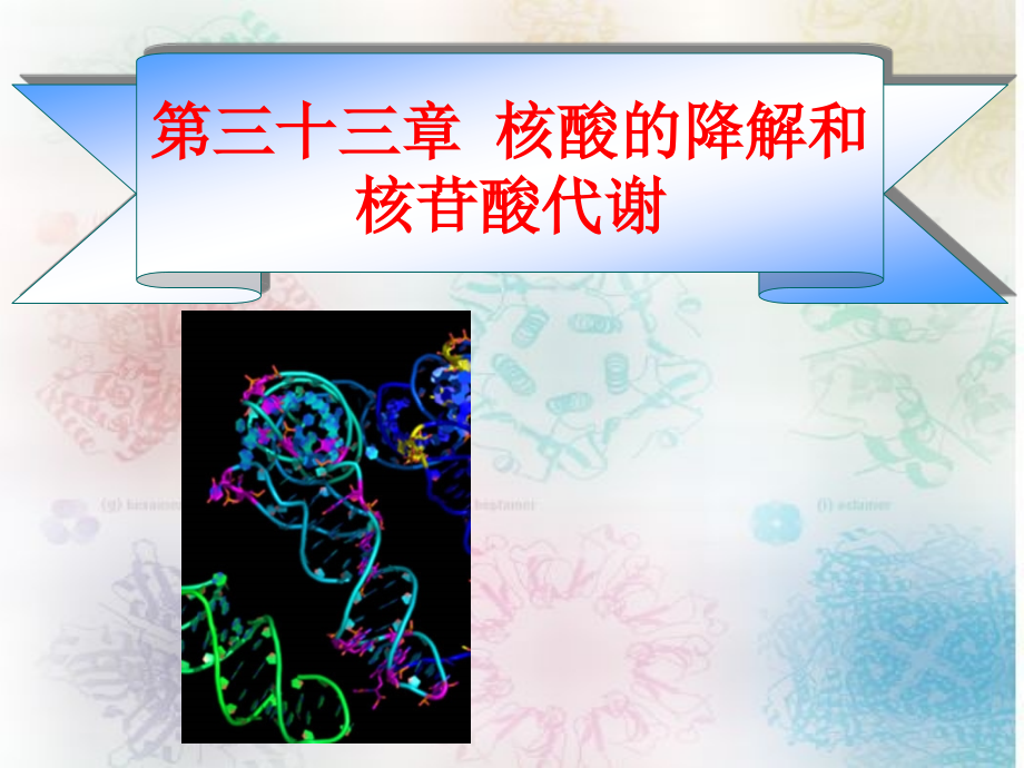 第29章-核酸的降解和核苷酸的代谢-扬州大学《生物化学》课件_第1页