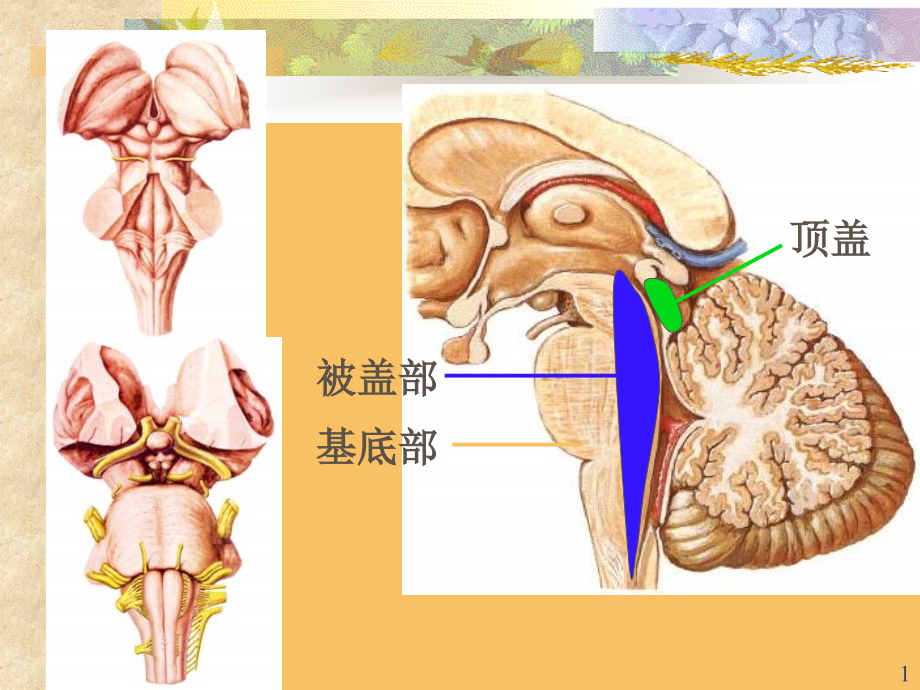 神经解剖学脑干简化课件_第1页