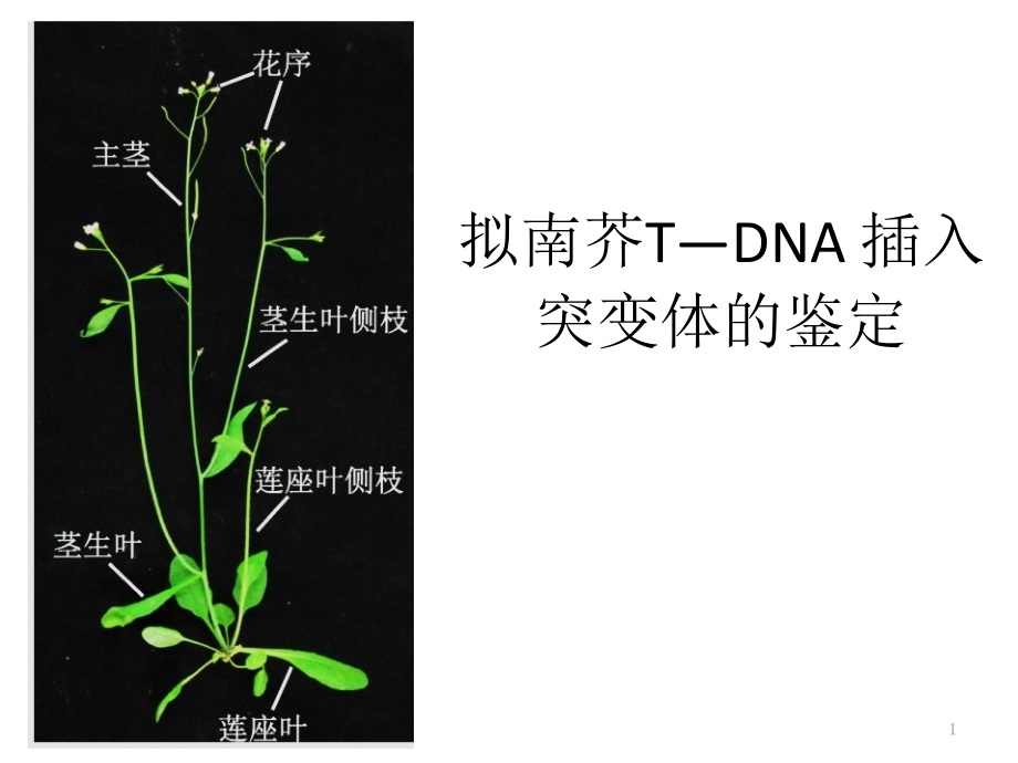 拟南芥TDNA插入突变课件_第1页