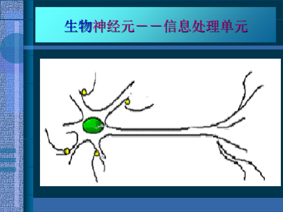 神经网络及其在生物反应课件_第1页