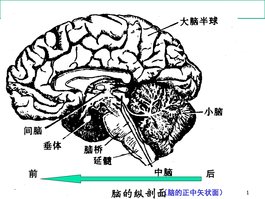 儿童神经系统结构功能和发育课件_第1页