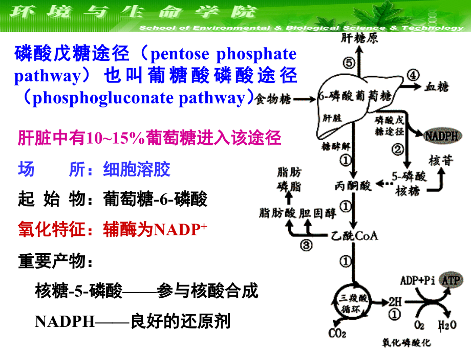 糖代谢的其它途径课件_第1页