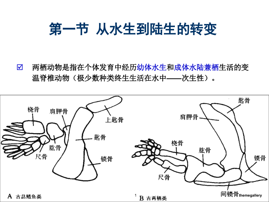 动物学两栖纲课件_第1页