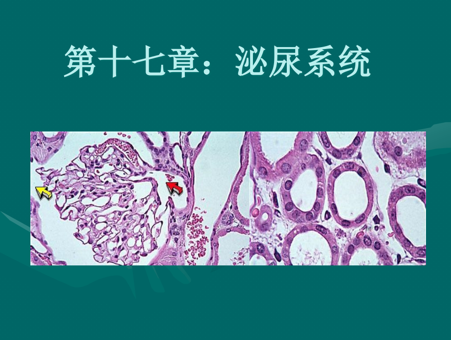 泌尿系统组织学ppt课件_第1页