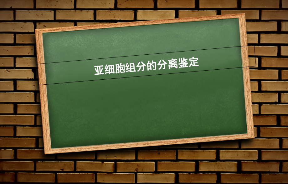 亚细胞组分分离鉴定课件_第1页