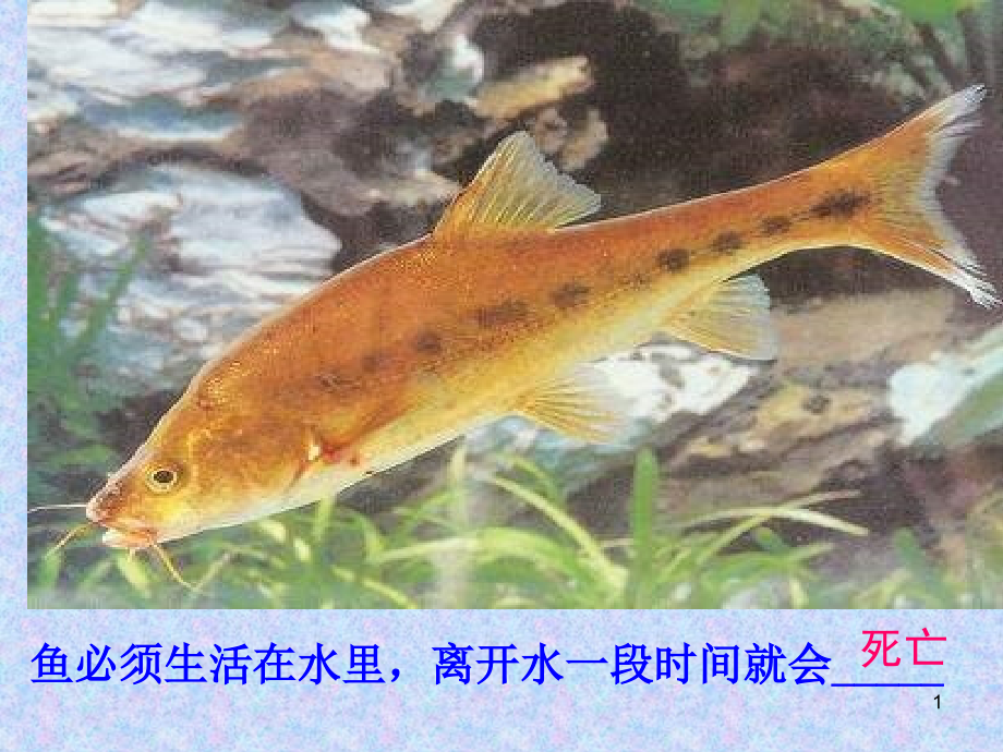 环境对生物的影响课件_第1页