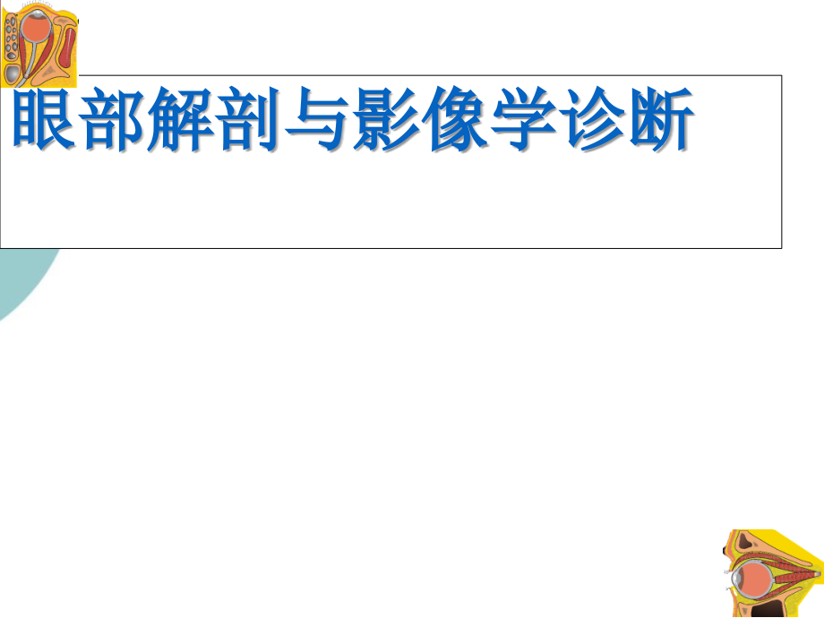 眼部解剖与影像学诊断课件_第1页