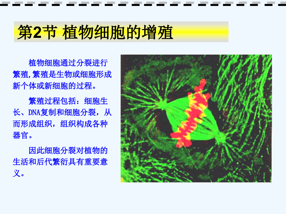 植物细胞周期与增值细胞生长分化课件_第1页