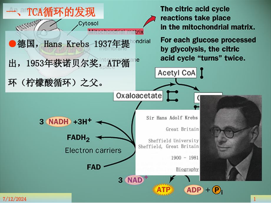 第23柠檬酸循环课件_第1页