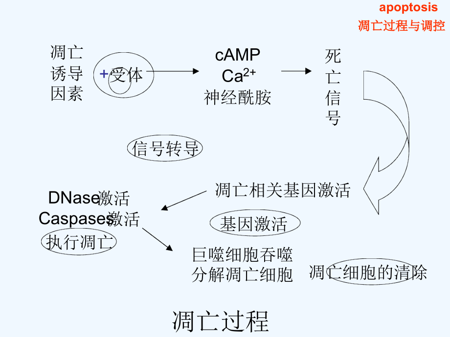 细胞凋亡的机理课件_第1页