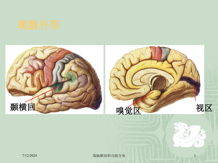 端脑解剖和功能分布培训课件_第1页