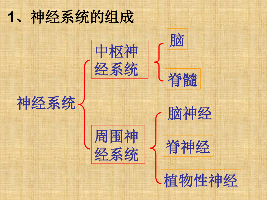 神经调节10(浙教版)课件_第1页