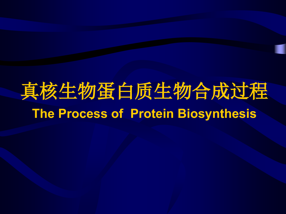 真核蛋白质的生物合成翻译-课件_第1页