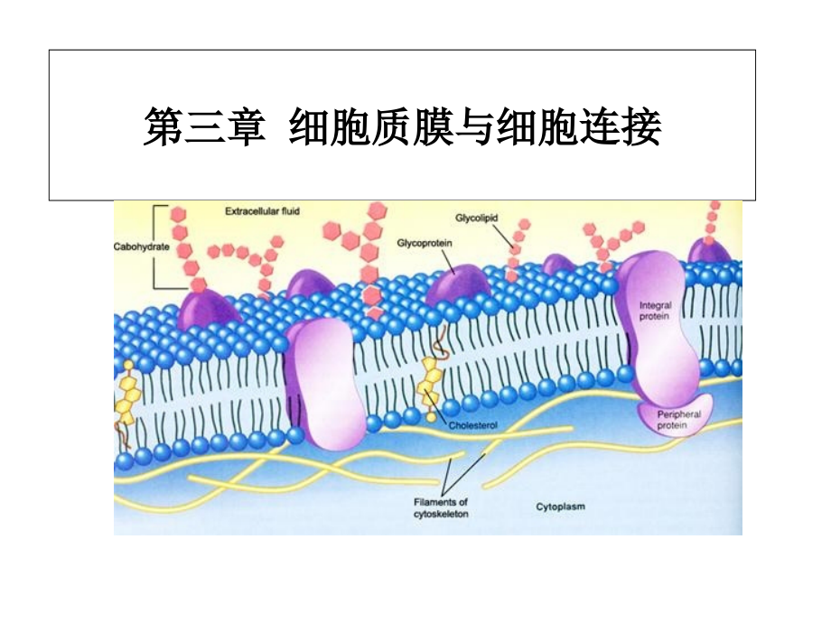 第三章细胞质膜与细胞连接课件_第1页