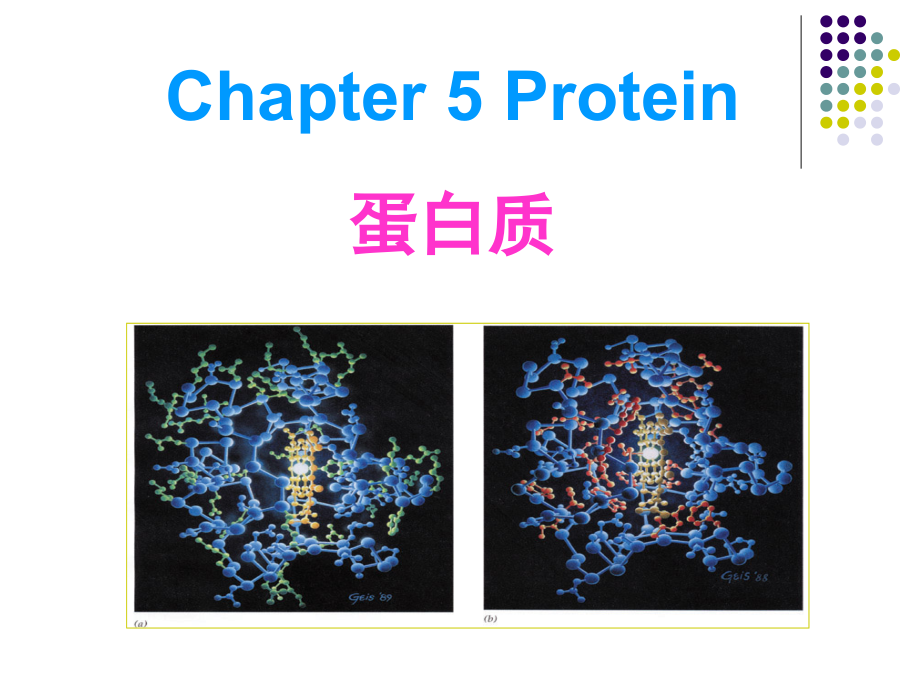 第五章蛋白质-总课件_第1页