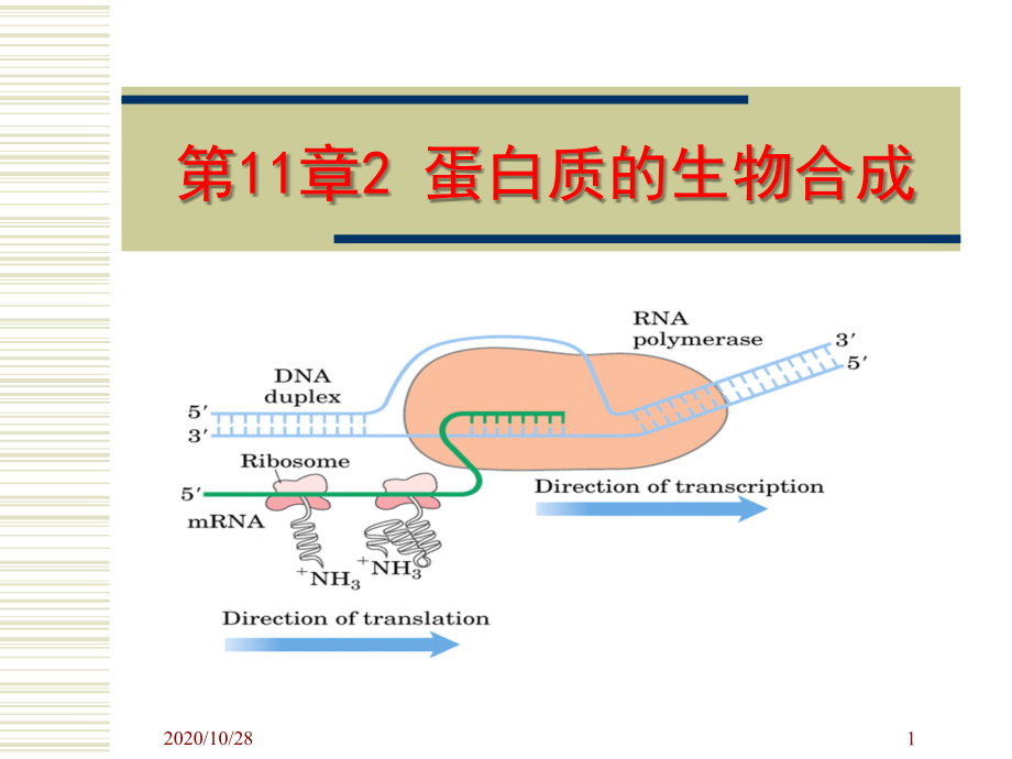第11章2-蛋白质的生物合成-课件[1]_第1页
