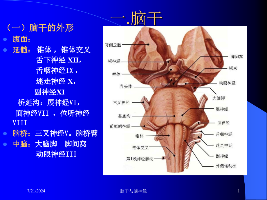 脑干与脑神经培训课件_第1页