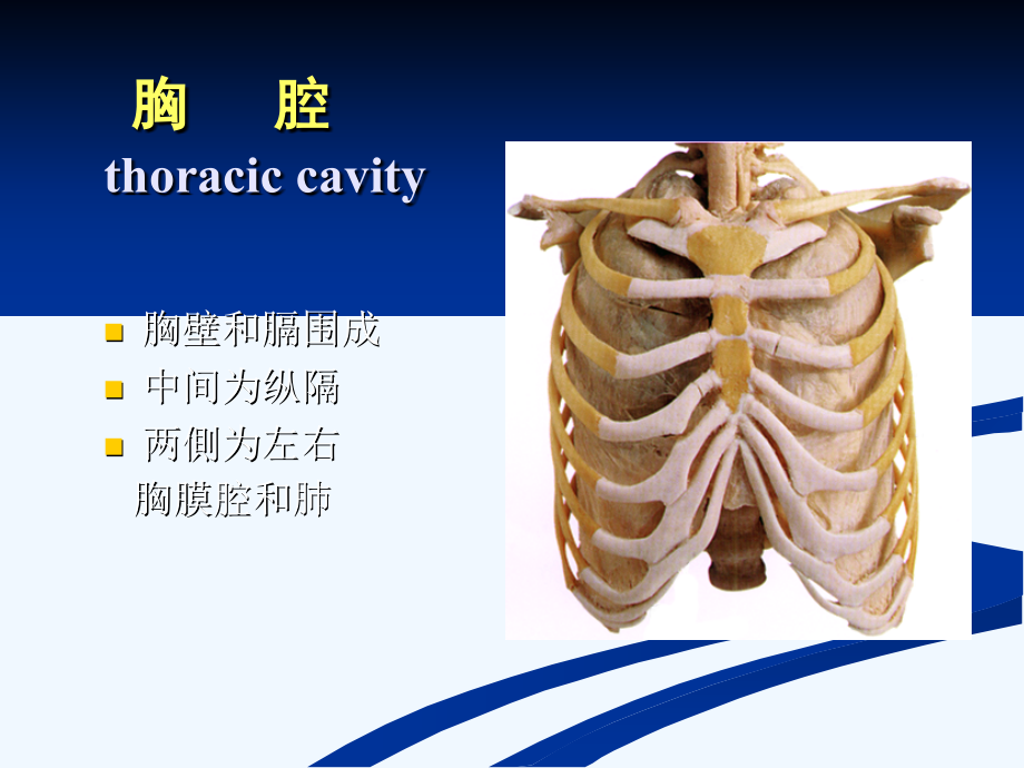 胸腔解剖图谱课件_第1页