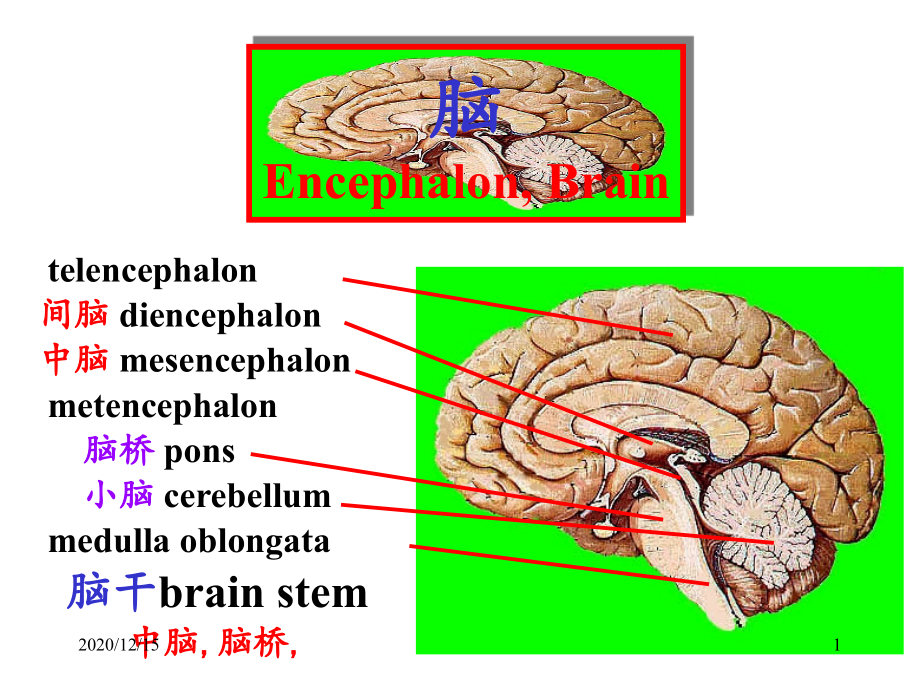 脑干内部结构脑神经非脑神经核团-课件_第1页