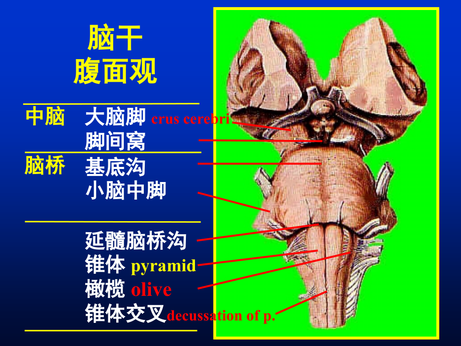 脑干解剖NICU学习课件_第1页